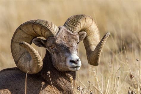 most horny animals|12 Animals with Epic Horns & Tusks